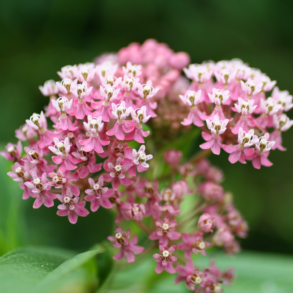 100 Common Milkweed Seeds for Planting Outdoors, Grow Robust, Easy to Care Delicate Pink Flowers for Monarchs & Yard Borders
