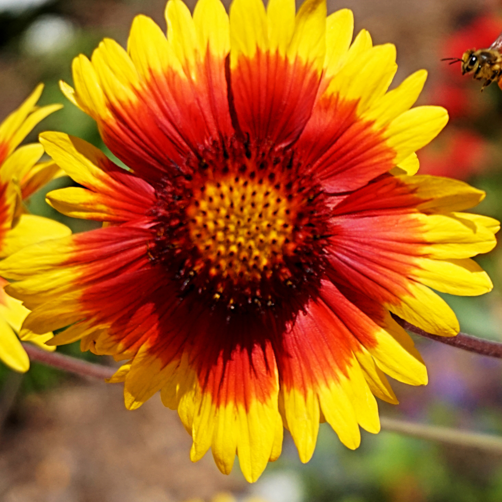 400 Pcs Gaillardia Seeds, Heirloom Blanket Flower for Planting, Fast-Growing Perennial Plants for Bright Sunlit Gardens