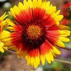400 Pcs Gaillardia Seeds, Heirloom Blanket Flower for Planting, Fast-Growing Perennial Plants for Bright Sunlit Gardens