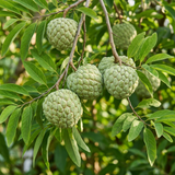 Green Sugar Apple Tree Live Plant | Tropical Custard Apple Fruit Plant in 3 Gallon Pot | 16-24 Inches Tall | Hardy, Cold Climate Ready (No Ship to CA,HI,AK)