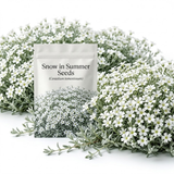 1500 Pcs Heirloom Snow in Summer Seeds (Cerastium), Low Maintenance Perennial Plants, Grow Robust White Blooms for Outdoor Landscapes