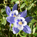 200 Pcs Blue Columbine Seeds Perennial, Heirloom Bi-Color Floral for Planting, Robust Fast-Growing Perennials for Partial Sun Gardens