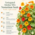 25 Variegated Alaska Mix Seeds (Tropaeolum nanum), Non GMO, Heirloom Edible Flower & Vegetable Seeds, Colorful Summer Blooms with Marbled Foliage, for Outdoor Planting