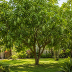 Live Keo Savoy Mango Tree 2.5–3 Ft | Sweet Tropical Mango | Fruit Tree for Yard & Patio (No Ship to CA,HI,AK)