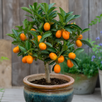 (No Ship to CA, HI, AK) Meiwa Kumquat Tree Live Plants in 1 Gallon Pot | Fresh Sweet Kumquats | Fragrant Citrus Blooms | Versatile Live Fruit Trees for Outdoor or Patio Planting