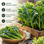 Chinese Broccoli Seeds for Planting - Kailaan, 300 Pcs, Non GMO, Heirloom, Easy to Grow Vegetables Seeds for Outdoor Gardens