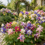 360 Pcs McKana Giant Columbine Seeds for Planting, Non GMO, Aquilegia hybrida Seeds, Perennial, Striking Elegant Blooms for Gardens, Borders & Patios