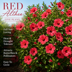2 Red Hibiscus Althea Live Plants for Planting | 10-12 Inch Tall | Red Flowering Rose of Sharon Trees for Outdoor Gardens & Privacy Screens