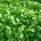 300 Slow Bolt Cilantro Seeds for Planting Outdoors, Non-GMO Coriandrum sativum Seeds, High-Yielding, Heat Tolerant Edible Herb Seeds, Aromatic Green Leaves
