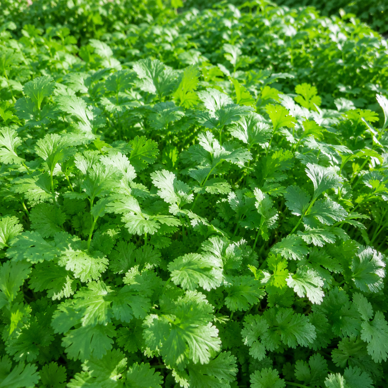 300 Slow Bolt Cilantro Seeds for Planting Outdoors, Non-GMO Coriandrum sativum Seeds, High-Yielding, Heat Tolerant Edible Herb Seeds, Aromatic Green Leaves