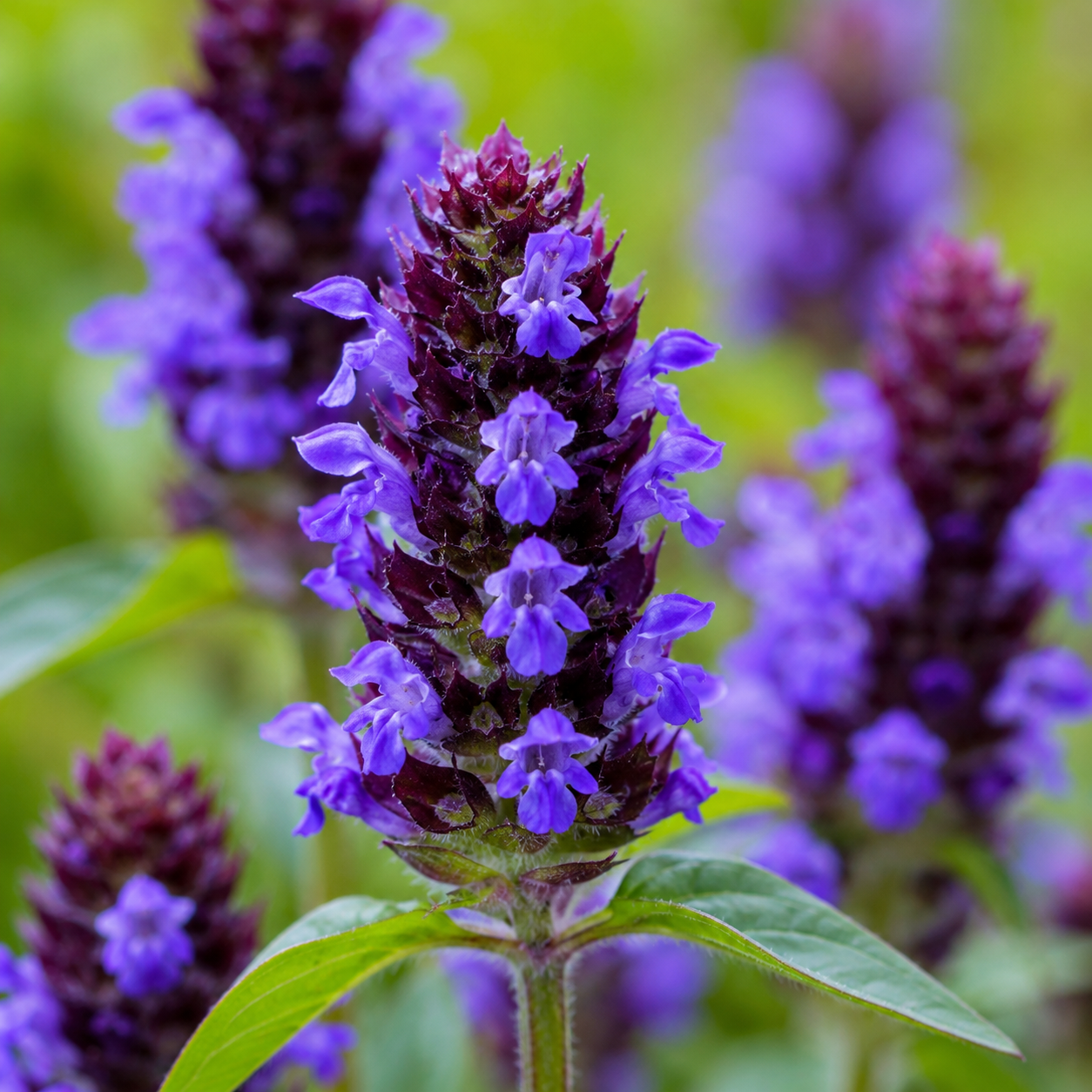 200 Heal All Seeds (Prunella vulgaris), Heirloom, Drought Tolerant, High-Yield Perennial, for Borders & Pollinator Gardens