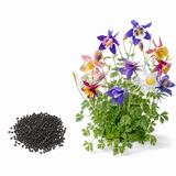 120 Pcs McKana Giant Columbine Seeds for Planting, Non GMO, Aquilegia hybrida Seeds, Perennial, Giant Multi-Color Flower for Shade Gardens and Yard Borders
