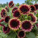 50 Rare Purple Plum Procut Sunflower Seeds for Planting, Heirloom, Fast Growing, Perfect Long-Lasting Indoor Cut Flowers