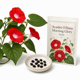 100 Scarlet O Hara Morning Glory Seeds, Fast Growing, High-Yield Climbing Flower Vine, Perfect Natural Privacy Screen