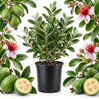 Pineapple Guava Tree Live Plant, 3 Gallon Pot, 3 Feet Tall, Easy to Grow, Fragrant, Sweet Tropical Fruit Tree for Outdoor Garden (No Ship to CA, HI, AK)
