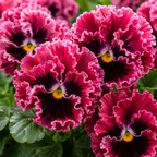 25 Frizzle Sizzle Pansy Seeds, Viola x wittrockiana, Non GMO, Easy to Grow, High-Yielding Fringed Blooms for Gorgeous Patio Pots and Window Boxes