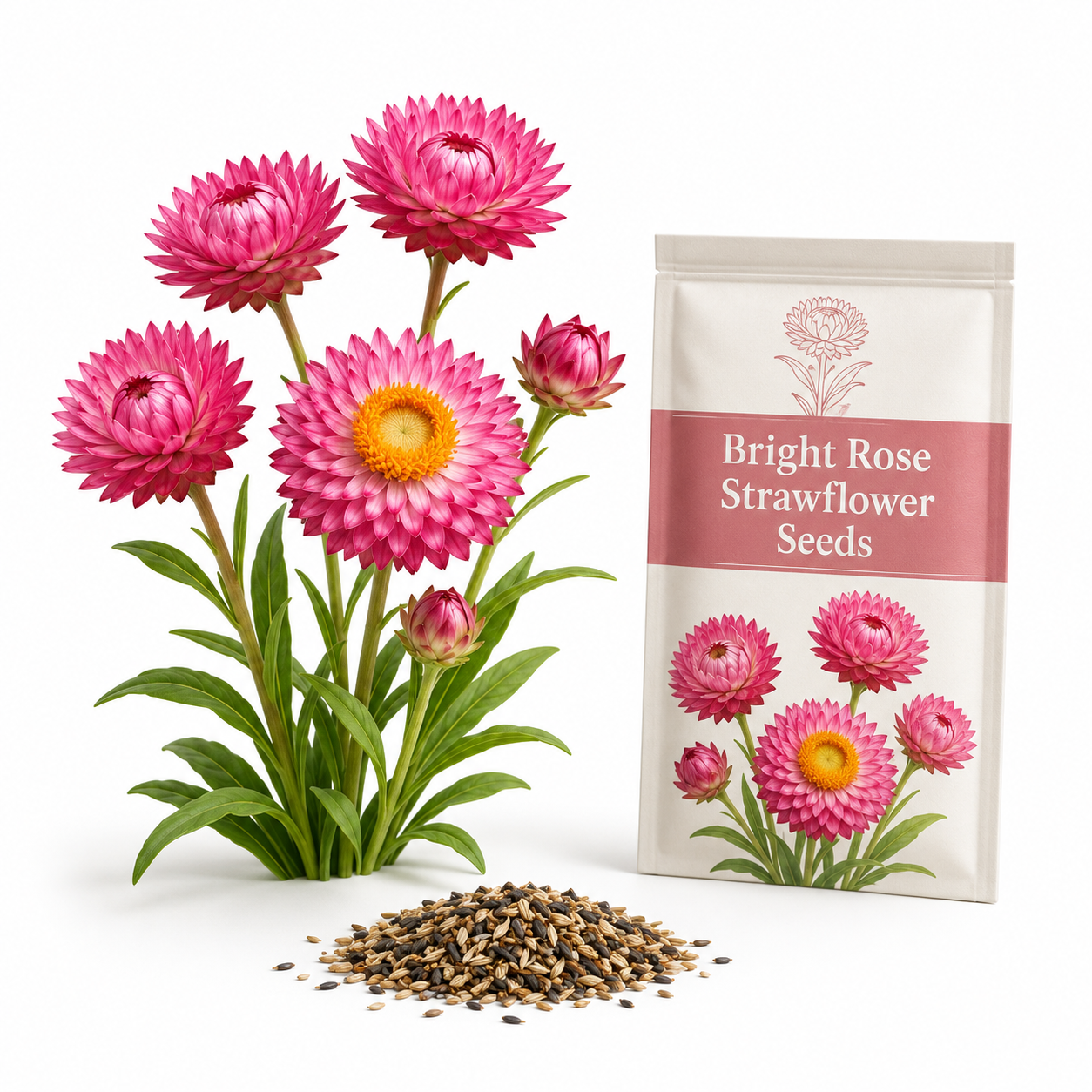 50 Strawflower Seeds for Planting, Non GMO, Fast Growing, Tall Sturdy Stems, Unique Multi-Color Everlasting Blooms, Ideal for Borders & Backyard Gardens
