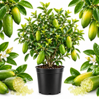 Green Finger Limes Fresh Trees | 1 Gallon Live Potted Citrus Plant | Unique, Juicy Citrus Trees for Indoor & Outdoor Spaces (No Ship to CA,HI,AK)