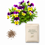 240 Helen Mount Johnny Jump Up Seeds for Planting (Viola cornuta), Heirloom, High Yield Perennial, Spectacular Sweet Multi-Color Edible Flowers, Perfect for Garden Accents & Landscaping