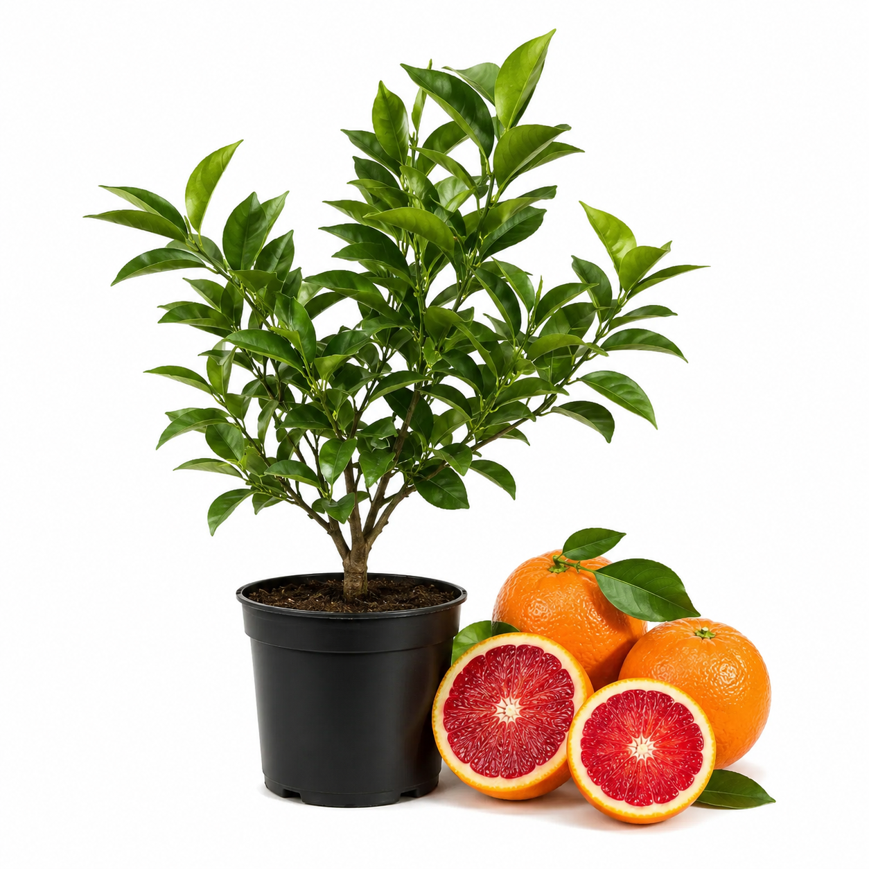 Blood Oranges Fresh | Orange Trees Live Plants | 1 Gallon Live Potted Citrus Plant | Sweet Juicy Fruit Tree for Indoor & Outdoor Spaces (No Ship to CA,HI,AK)