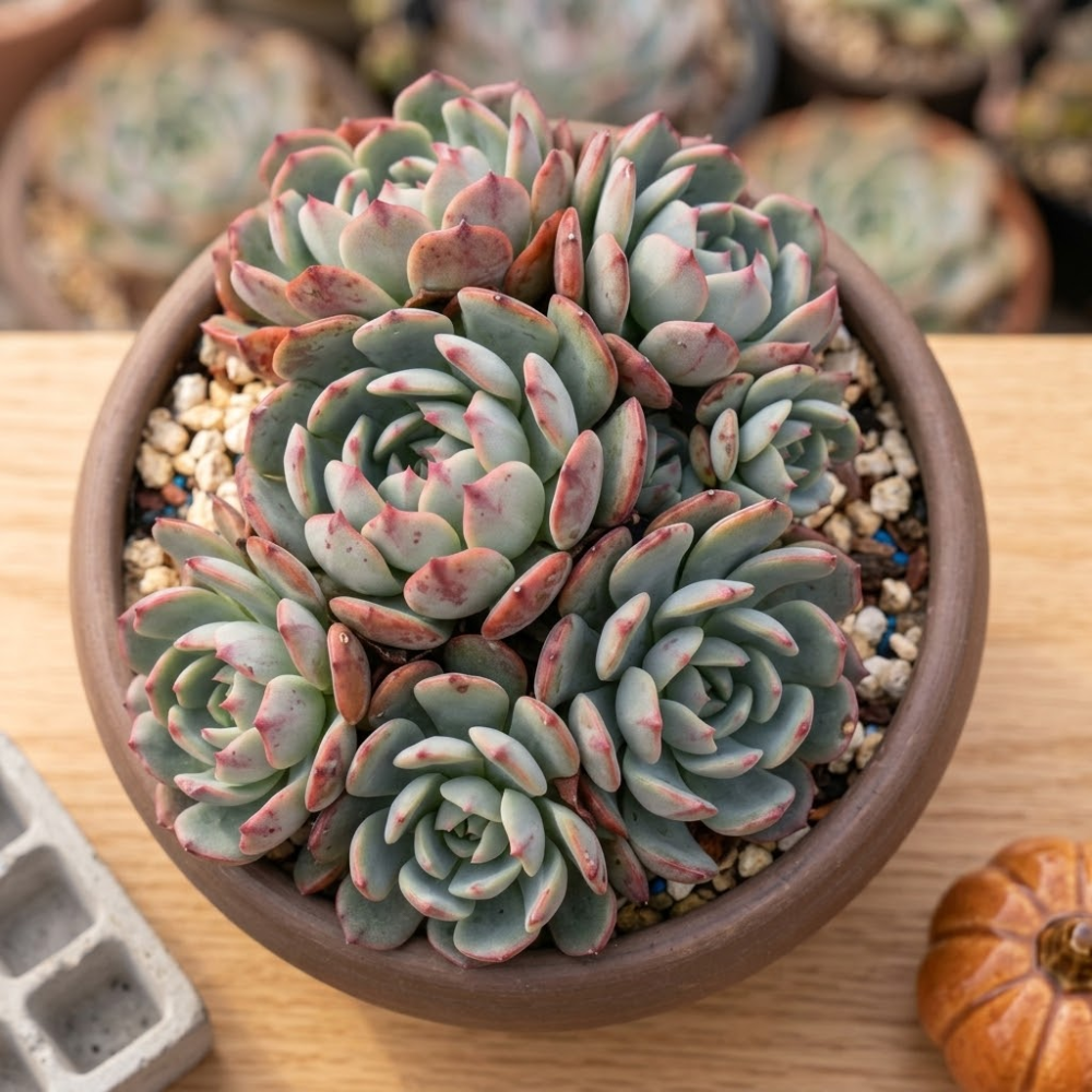 Echeveria Minima Live Succulent in 2 Inch Potted, Plant for Home Office, Wedding Hanging Decoration & DIY Projects
