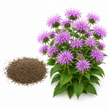 300 Wild Bergamot Seeds, Heirloom, Drought Tolerant, Purple Bee Balm Perennial Wildflower Seeds for Shade & Sun Backyard Landscape