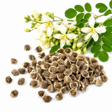 10 Moringa Plant Seeds, Hardy, Easy Care, Fast Growing Drumstick Tree, Ideal for Home Gardening & Raised Beds