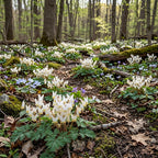 10 Live Dutchman’s Breeches Bare Root Plant, Easy Care, Low Maintenance, Early Spring Blooming Perennial, Ideal for Shade Gardens & Woodland Landscapes