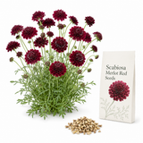 150 Scabiosa Seeds for Planting Outdoors, Non GMO, Fast Growing, Unique Multi-Color Pincushion Blooms, Charming Romantic Architectural Accent