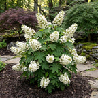 2 Ruby Slipper Oakleaf Hydrangea Live Plants, 4 Inch Pot, 12-18 Inch Tall Deciduous Shrub for Home Landscape and Borders
