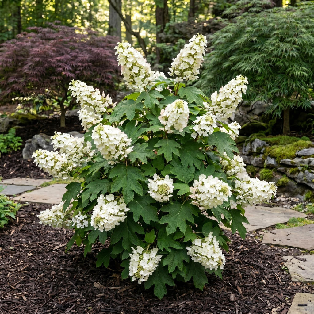 2 Oakleaf Hydrangea Tree Plant Live, Quercifolia Hydrangea, 4 Inch Pot, 12-18 Inch Tall Deciduous Shrub for Home Landscape and Borders