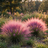2 Pink Muhly Grass Live Plants, 4-Inch Tall Muhly Grass, Low Maintenance, Fast Growing, Ornamental Grasses Live Plants Perennial, Perfect for Garden Borders or Outdoor Planting