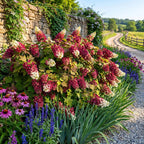 Ruby Slipper Oak Leaf Hydrangea Plant Live, 4" Pot - 12-18 Inch Tall, Easy Care Hydrangea Bushes Ready to Plant, Vigorous Bloom Producer with Peeling Bark for Patios and Home Landscapes