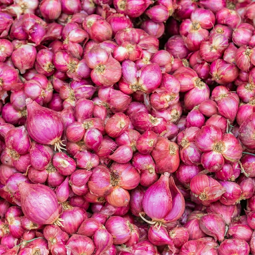 Mixed Onion Sets for Planting, 100 Counts, Heirloom Onion Bulbs, Non-GMO, Easy to Grow Vegetable for Garden and Cooking Use