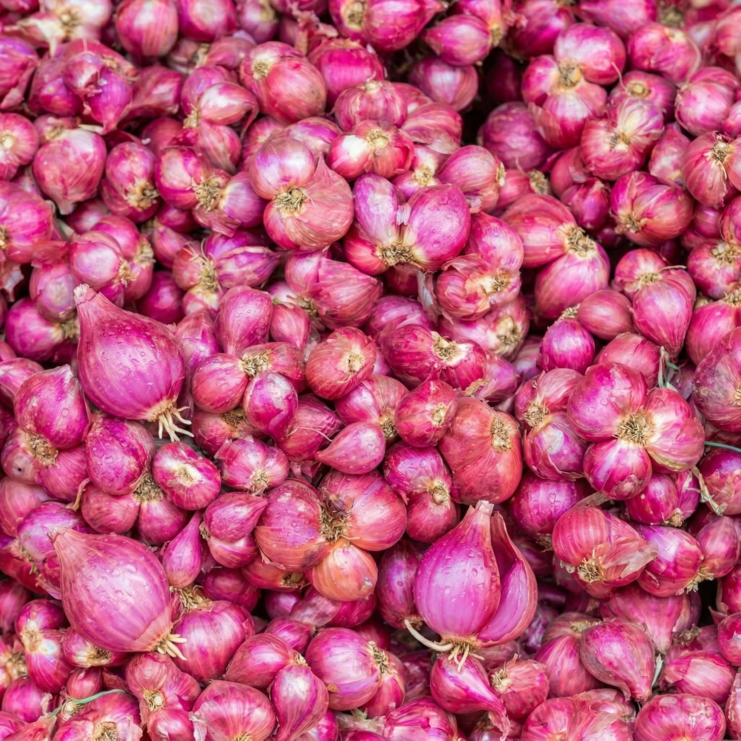 100 Red Onion Sets, Heirloom, Heirloom, Non-GMO Onion Bulbs Plant, Easy to Grow, High Yield Vegetable Bulbs, Not Seeds