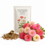 300 Strawberries and Cream Zinnia Seeds for Planting, Non GMO, Heirloom, Spectacular Long-Stemmed Double Flower Seeds, Ideal for Elegant Floral Arrangement & Gardens
