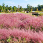 Pink Muhly Grass Plant, 4-Inch Tall, Drought Tolerant, Fast Growing, Tall Ornamental Grasses Live Plants Perennial, Full Sun Plants for Outside