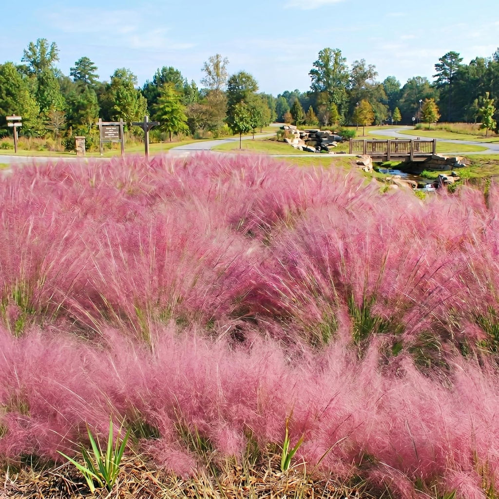 Pink Muhly Grass Live Plant, 4-Inch Tall, Low Maintenance Muhly Grass, Fast Growing, Ornamental Grass for Garden Borders, Landscape Decor and Outdoor Planting