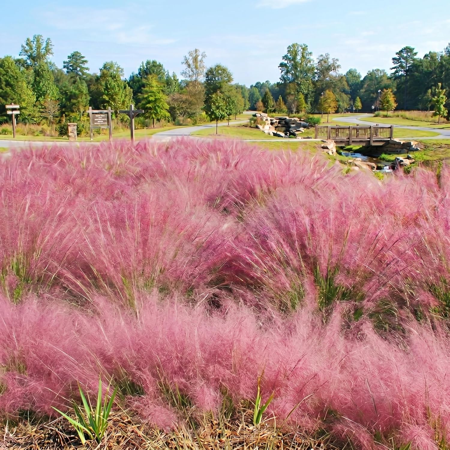 Pink Muhly Grass Live Plant, 4-Inch Tall, Low Maintenance Muhly Grass, Fast Growing, Ornamental Grass for Garden Borders, Landscape Decor and Outdoor Planting