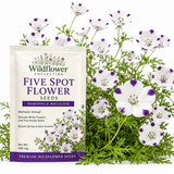 240 Pcs Heirloom Five Spot Seeds (Nemophila Maculata), Cool-Weather Plants, Grow Robust Patterned Blooms for Outdoor Landscapes