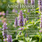 250 Anise Hyssop Seeds, Non GMO, Easy to Grow, Fragrant Seasonal Blooms, Flower Seeds for Outdoor Garden Planting