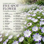 240 Pcs Heirloom Five Spot Seeds (Nemophila Maculata), Cool-Weather Plants, Grow Robust Patterned Blooms for Outdoor Landscapes