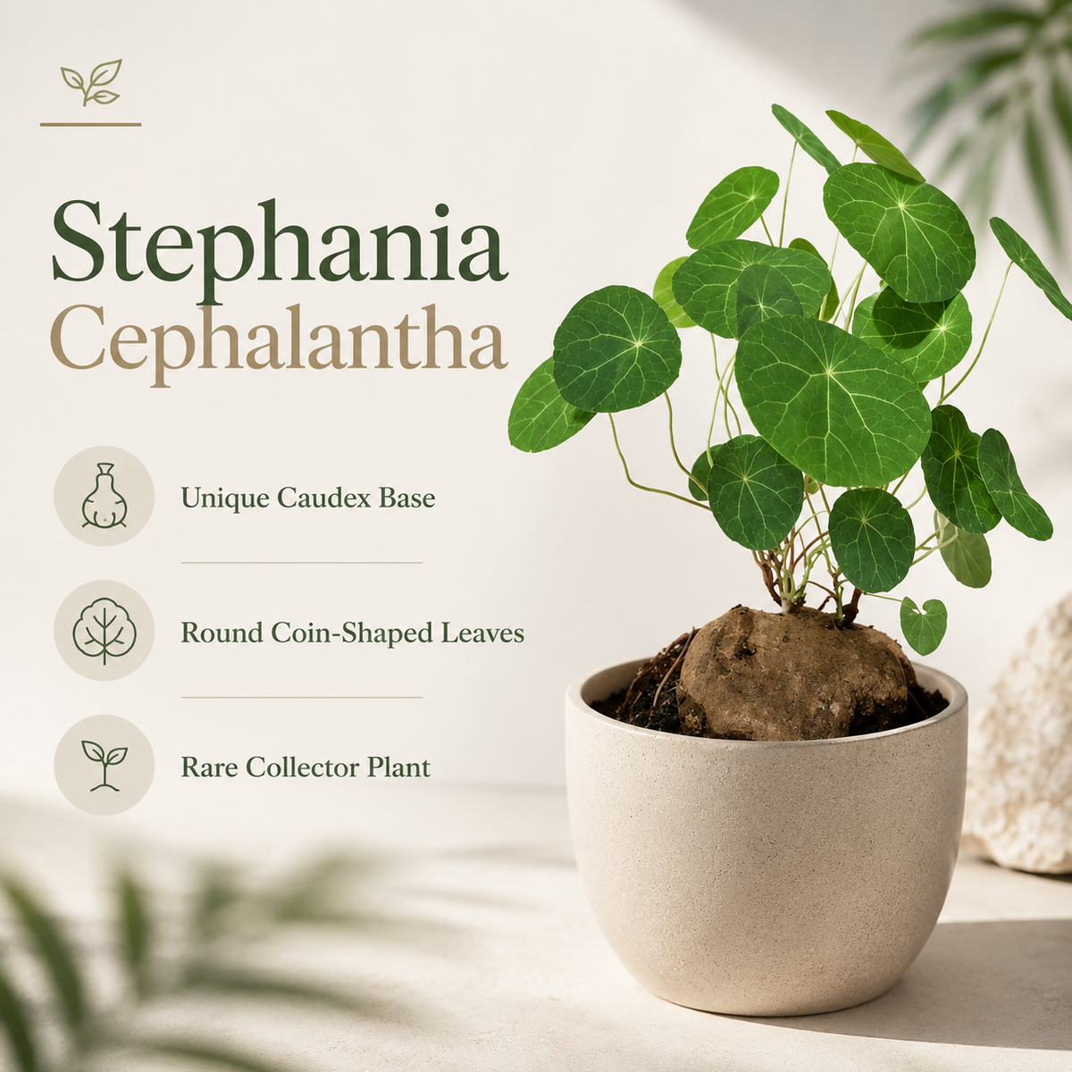 Stephania Cephalantha Plant, 2.5 – 3" Caudex Stephania Erecta Bulb, Easy-to-Grow Indoor Vine Houseplant, Ideal for Home & Office Displays