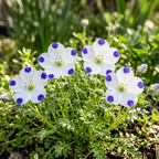 240 Pcs Heirloom Five Spot Seeds (Nemophila Maculata), Cool-Weather Plants, Grow Robust Patterned Blooms for Outdoor Landscapes
