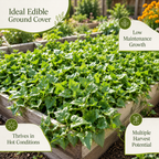 50 Pcs New Zealand Spinach Seeds for Planting, Non GMO, Fast Growing, Heat Tolerant Greens Vegetable for Backyard Garden