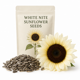 20 White Nite Sunflower Seeds, Non-GMO, Annual Sunflower Seeds, Creamy White Petals with Dark Center Cut Flowers, Ideal for Borders & Outdoor Spaces