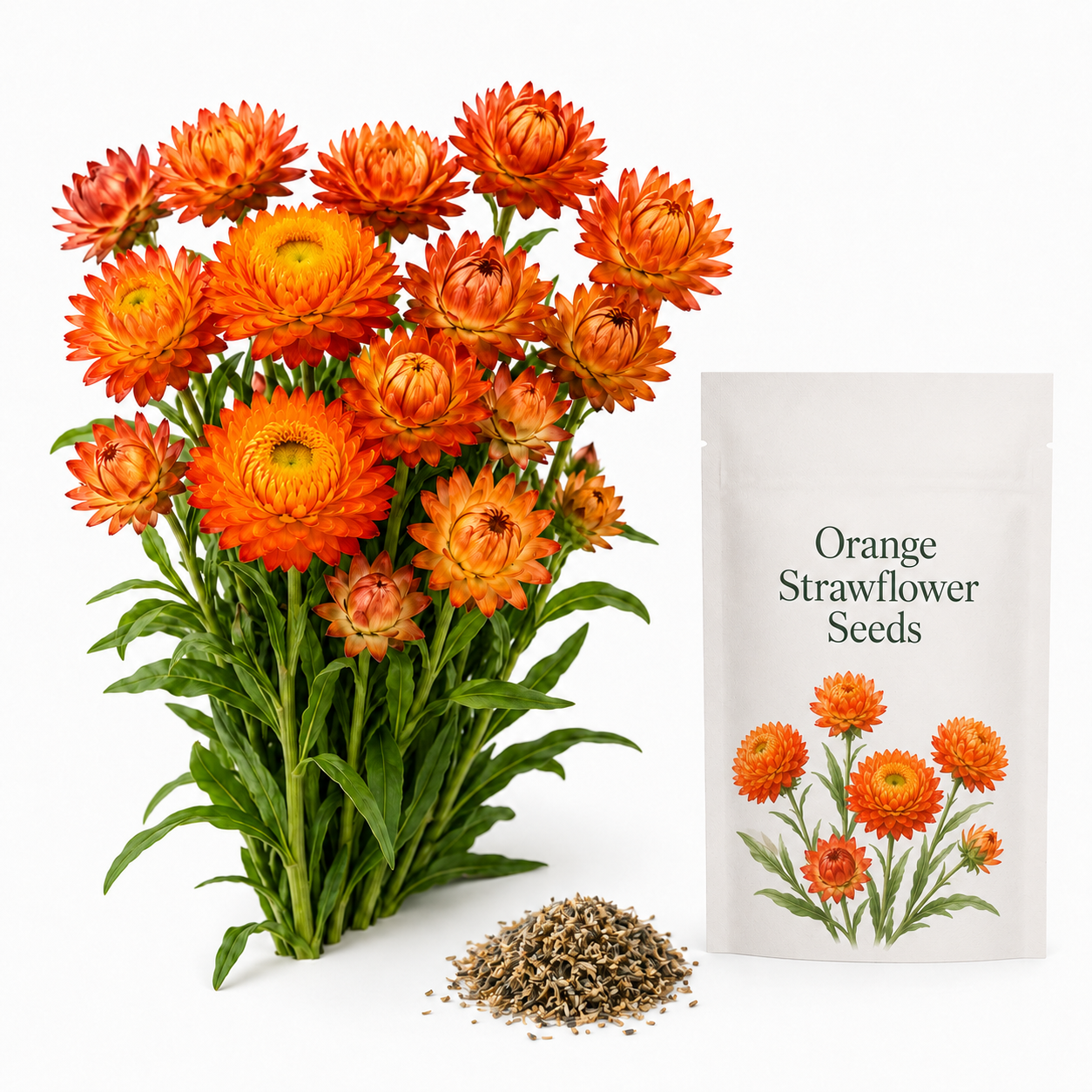 50 Strawflower Seeds for Planting, Non GMO, Fast Growing, Tall Sturdy Stems, Unique Multi-Color Everlasting Blooms, Ideal for Borders & Backyard Gardens