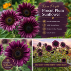 25 Rare Purple Procut Plum Sunflower Seeds, Non GMO, High Yield, Fast Growing, Striking Exotic Pastel Blooms, for Home Gardens Planting