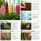 100 Hollyhock Summer Carnival Mix Flower Seeds, Non-GMO, Fast Growing, Double Bloom Alcea Rosea Seeds for Yard Borders, Fences, and Pollinator Gardens