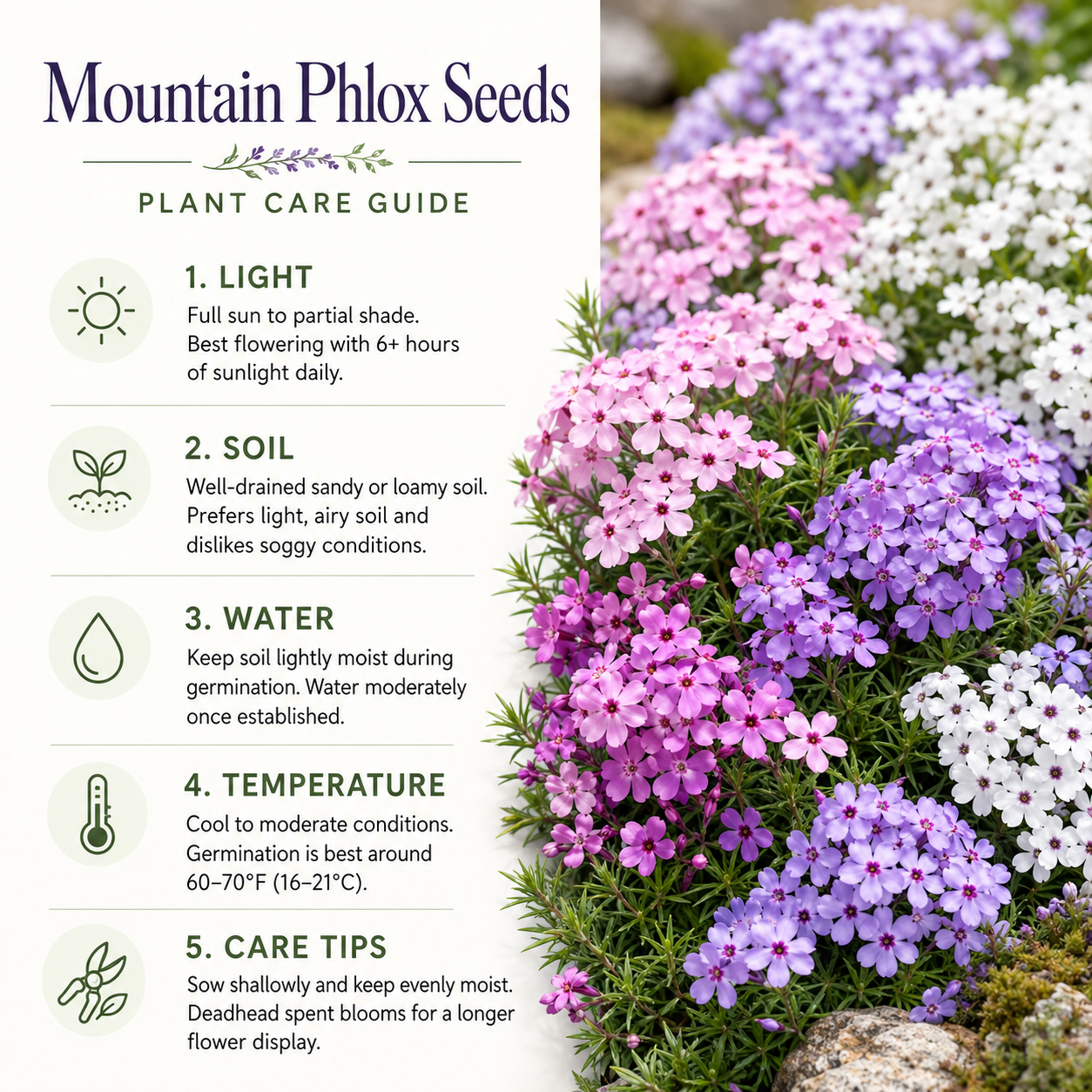 1000 Mountain Phlox Seeds for Planting, Hardy, Drought Tolerant Native Flower, High-Yielding, Flowering Groundcover for Slopes, Stone Walls, and Path Borders